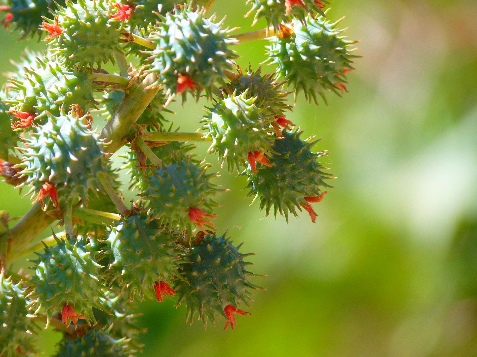 Castor oil packs mizan therapy