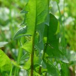 Dandelion leaves