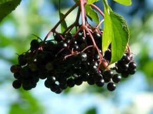 Elderberry Syrup